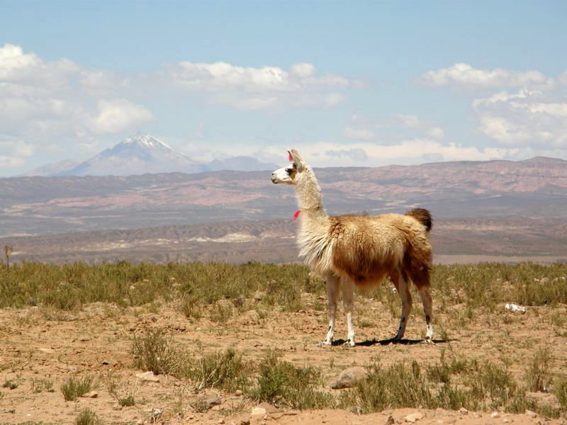 Lamas sind an das Leben im Hochgebirge hervorragend angepasst.